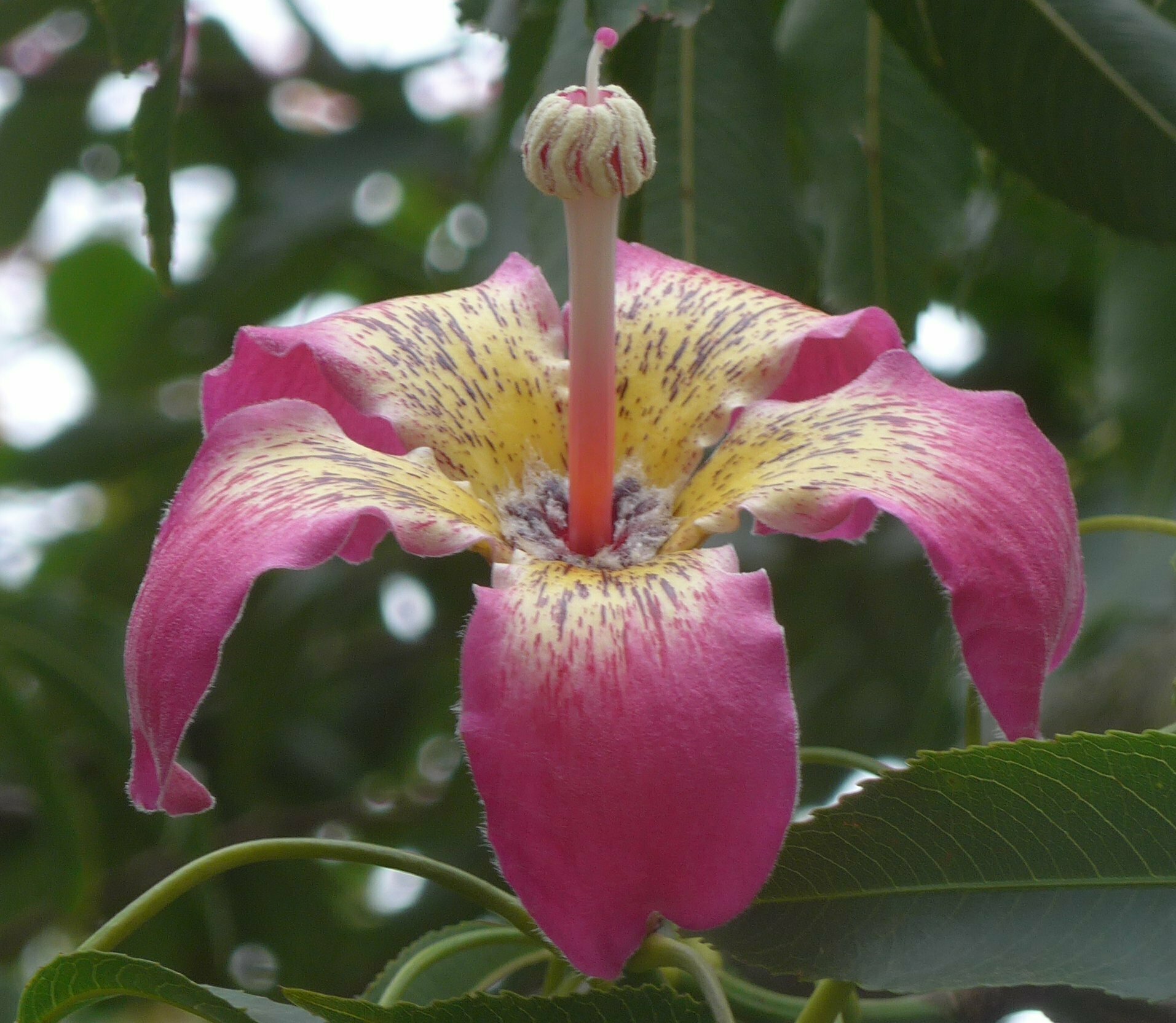 High Resolution Ceiba speciosa Flower